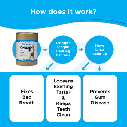 Diagram explaining how Canident works: disrupts bacteria, slows tartar, fixes bad breath, and supports gum health