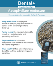 Cargar imagen en el visor de la galería, Dental+ Ingredient Spotlight: Ascophyllum nodosum