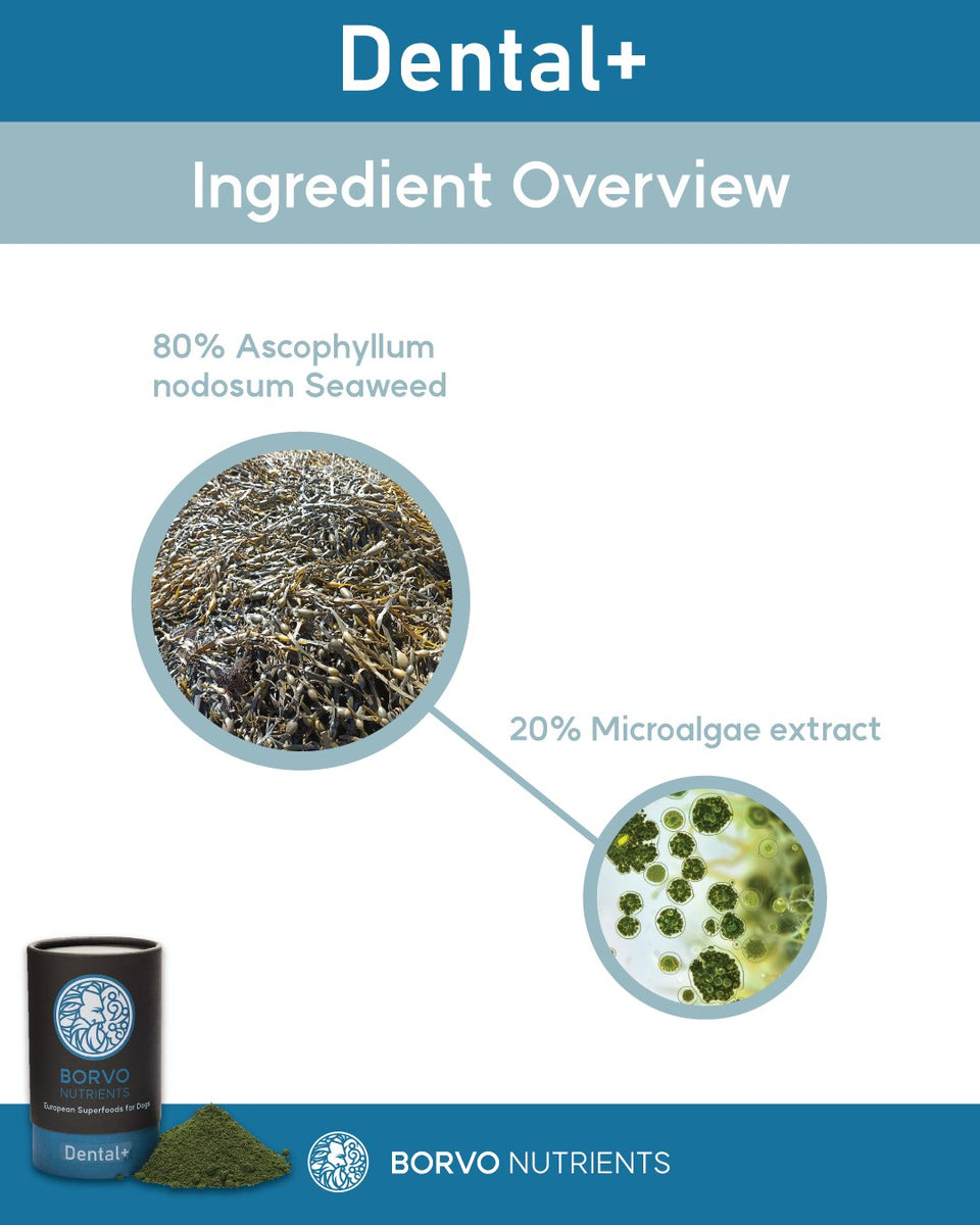 Dental + | Brown seaweed and microalgae extract for dog dental health