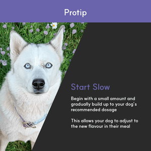 Eye + | Improve eye health in dogs - Seaweed For Dogs