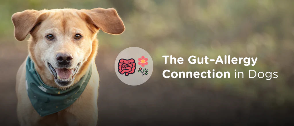 How Gut Health Impacts Seasonal Allergies And Digestion In Dogs