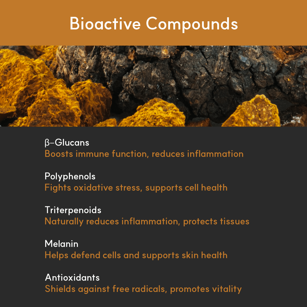 Infographic listing Chaga’s bioactive compounds: beta-glucans, polyphenols, triterpenoids, melanin, and antioxidants