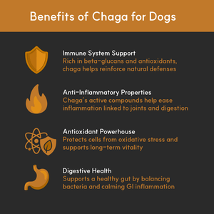 Finland - Grown Birch Tree Chaga Mushroom Extract for Dogs - Ultrasound Assisted Extraction for Enhanced Potency - Seaweed For Dogs