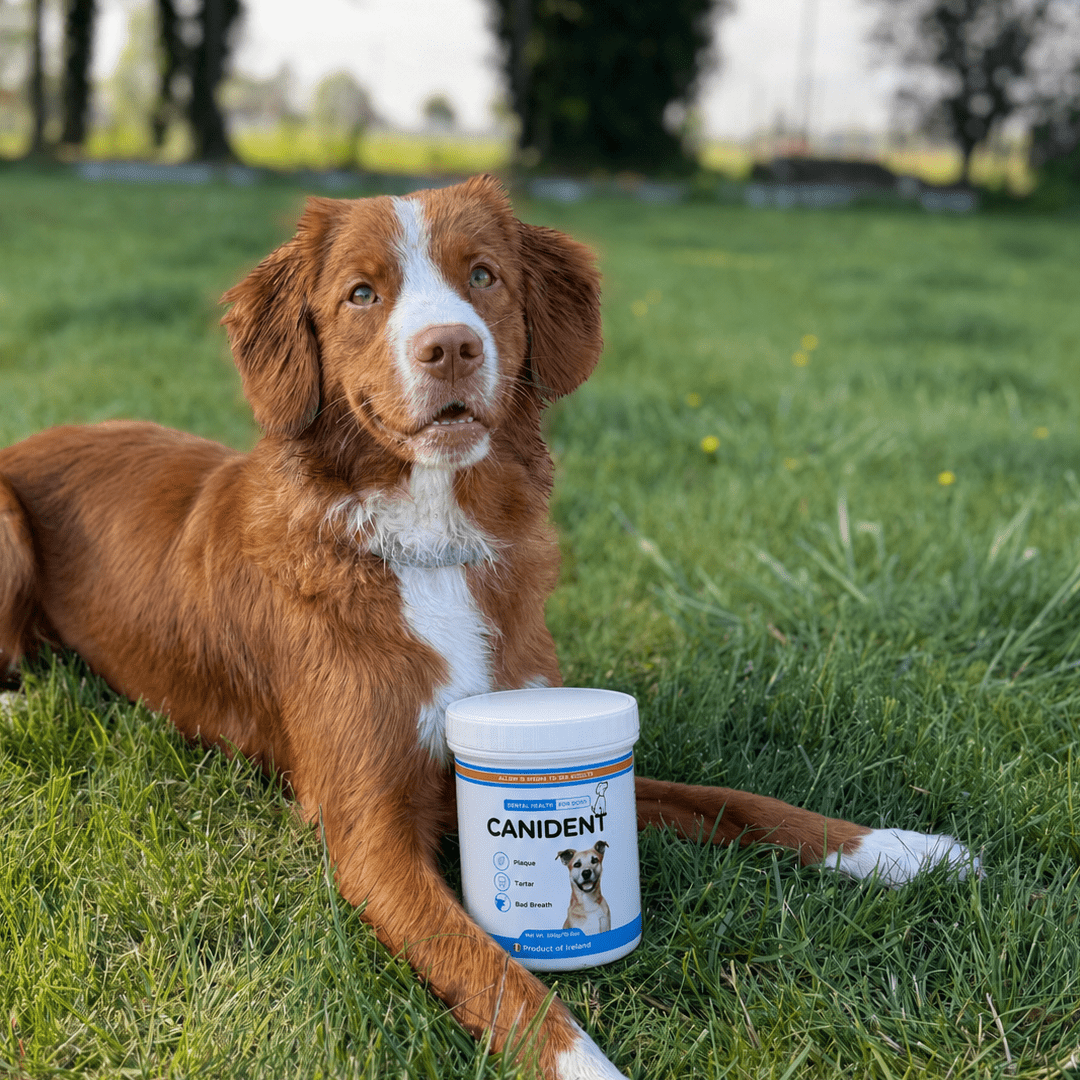 Canident Dog Dental Powder – Natural Seaweed Plaque Remover for Dogs - Seaweed For Dogs