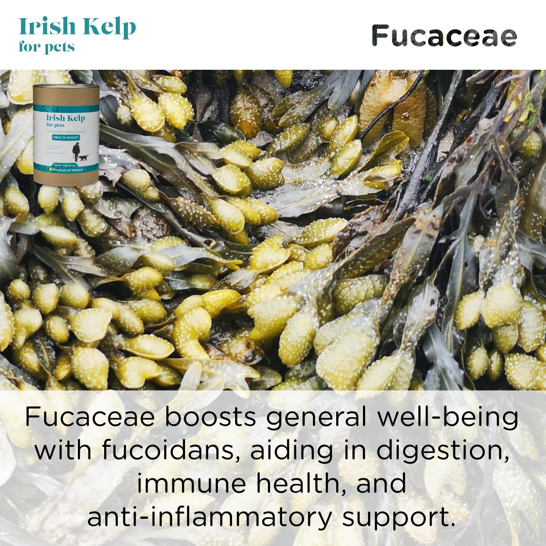 Irish Kelp for Pets | Three Brown Seaweeds from the Coast of Ireland - Seaweed For Dogs