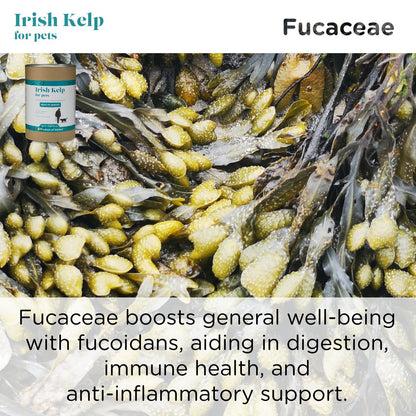 Irish Kelp for Pets | Three Brown Seaweeds from the Coast of Ireland - Seaweed For Dogs