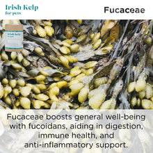 Cargar imagen en el visor de la galería, Irish Kelp for Pets | Three Brown Seaweeds from the Coast of Ireland - Seaweed For Dogs