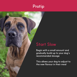 Joint + | Superior Joint Health Support for Dogs - Seaweed For Dogs