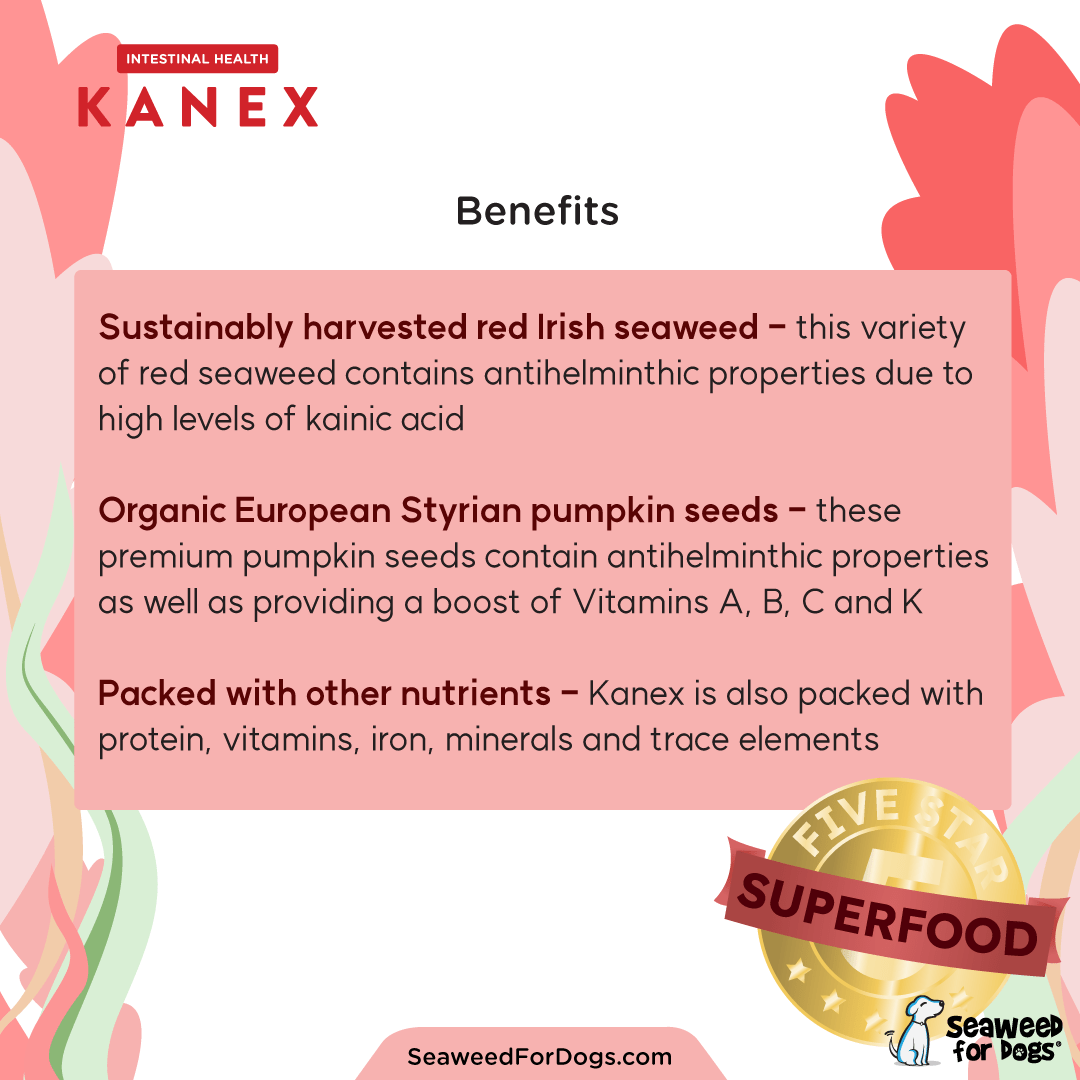 Kanex | Maintain Intestinal Hygiene in Dogs - Seaweed For Dogs