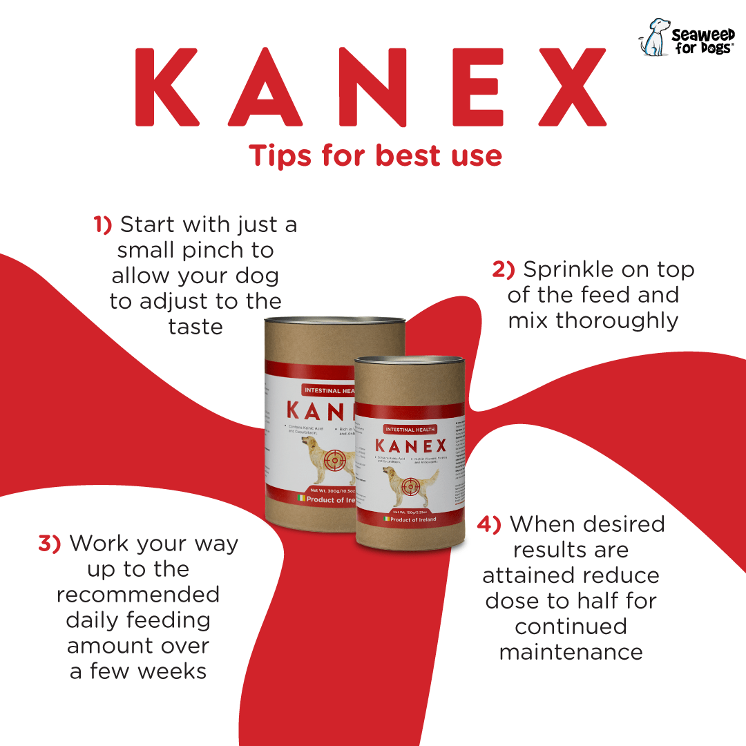 Kanex | Maintain Intestinal Hygiene in Dogs - Seaweed For Dogs