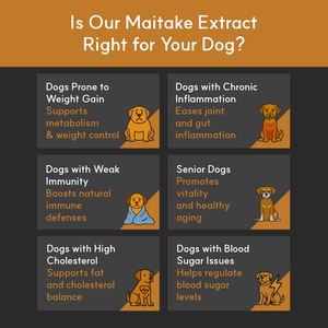 Infographic showing which dogs benefit most from Maitake: dogs with inflammation, weight issues, immunity needs, or senior dogs