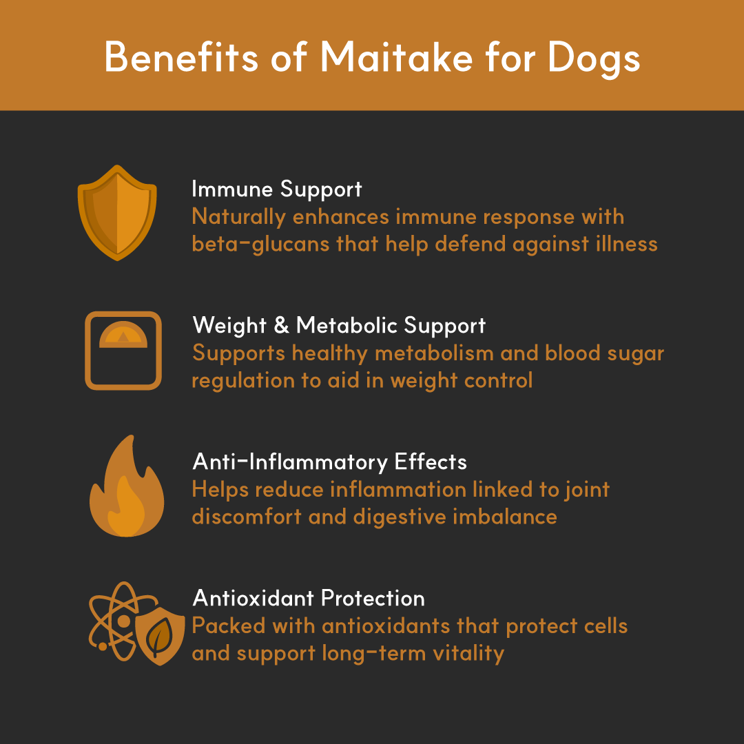 Infographic showing benefits of Maitake for dogs: immune support, metabolic balance, anti-inflammatory effects, and antioxidant protection
