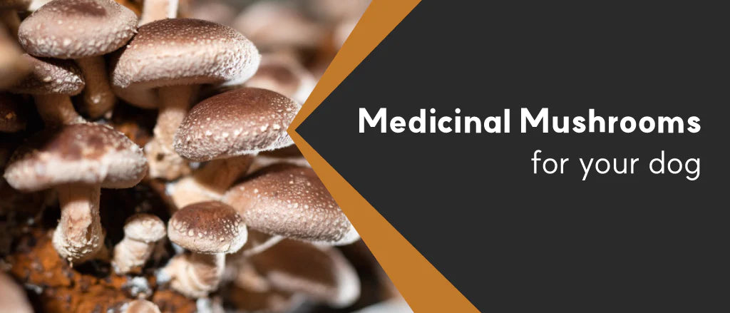 Why Our Medicinal Mushrooms Are the Gold Standard for Dogs