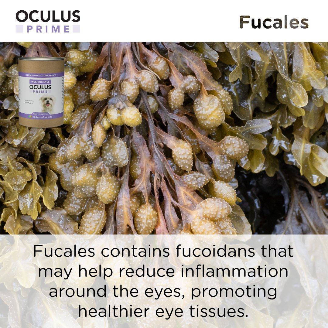 Oculus Prime | Natural Tear Stain Remover For Dogs - Seaweed For Dogs