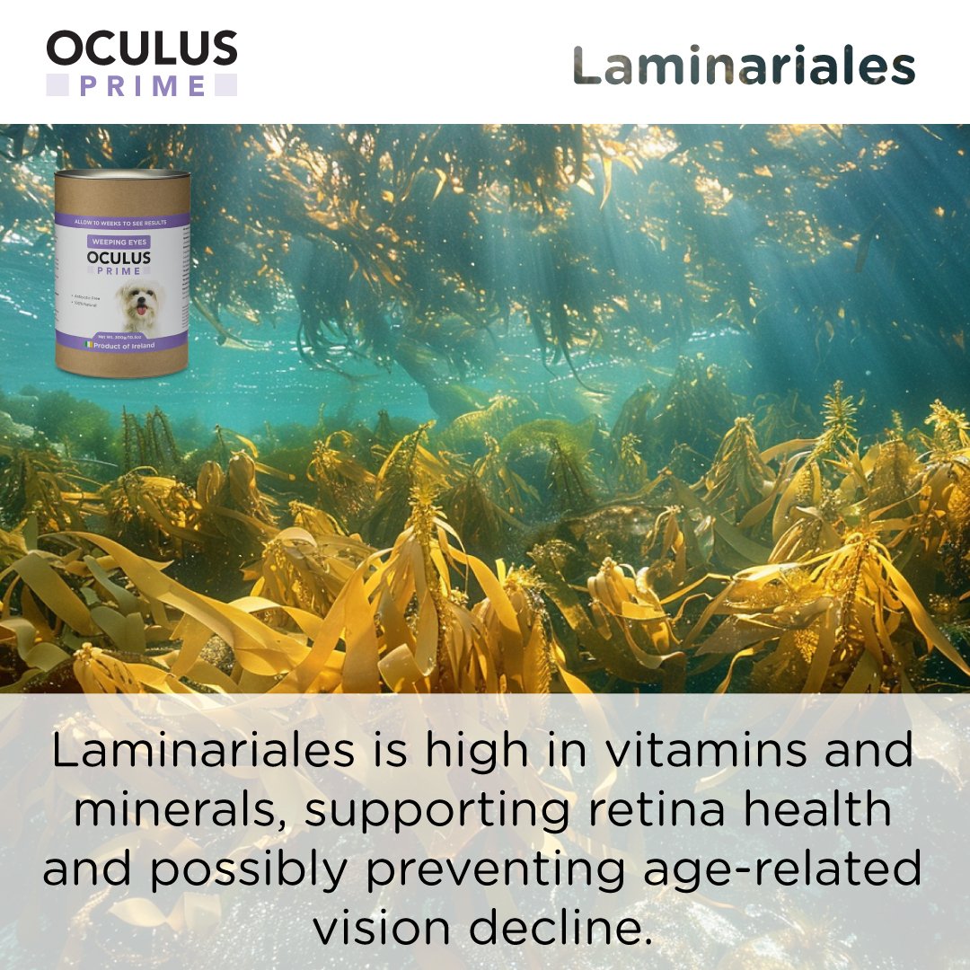 Oculus Prime | Natural Tear Stain Remover For Dogs - Seaweed For Dogs
