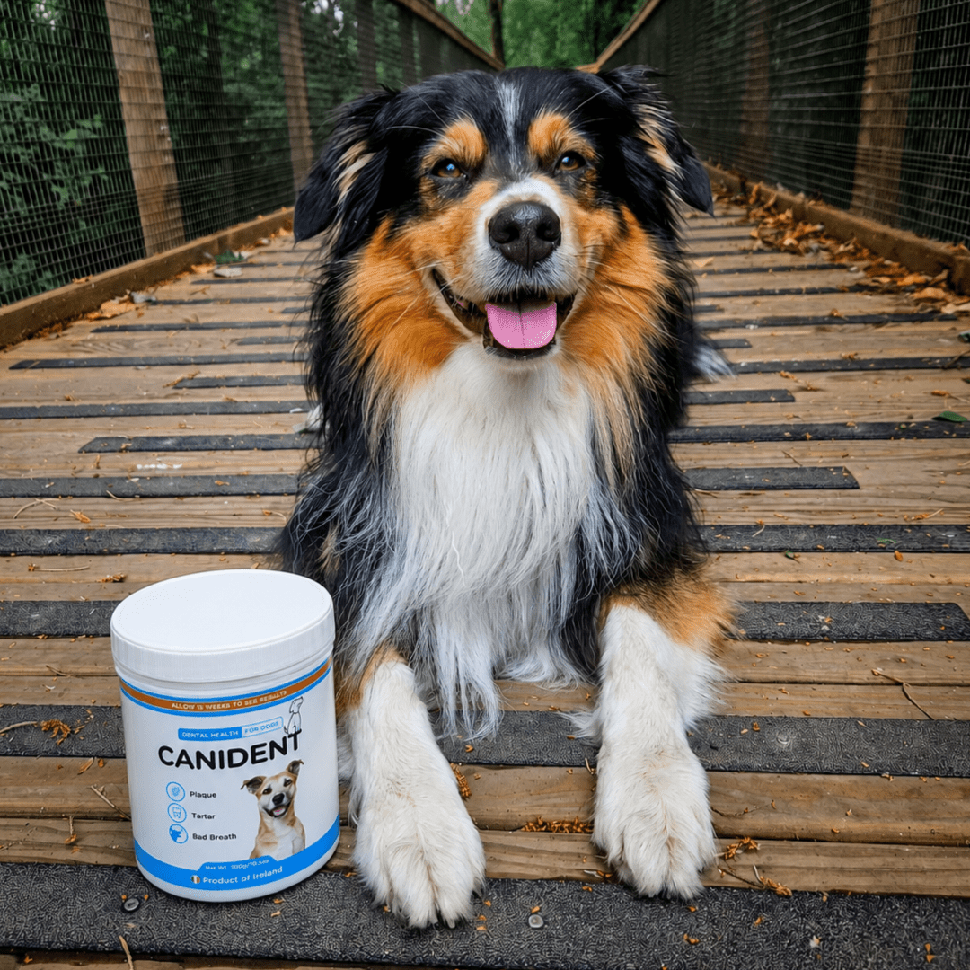 Canident Dog Dental Powder – Natural Seaweed Plaque Remover for Dogs - Seaweed For Dogs