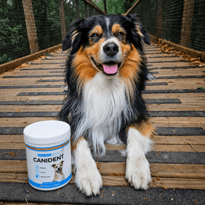 Canident Dog Dental Powder – Natural Seaweed Plaque Remover for Dogs - Seaweed For Dogs