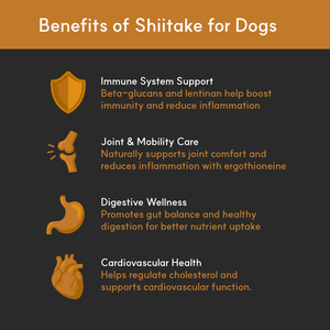 Infographic listing benefits of Shiitake for dogs: immune support, joint care, digestive health, and cardiovascular support