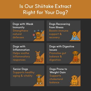 Infographic showing ideal candidates for Shiitake extract: dogs with weak immunity, illness recovery, inflammation, digestion issues, seniors, or weight gain