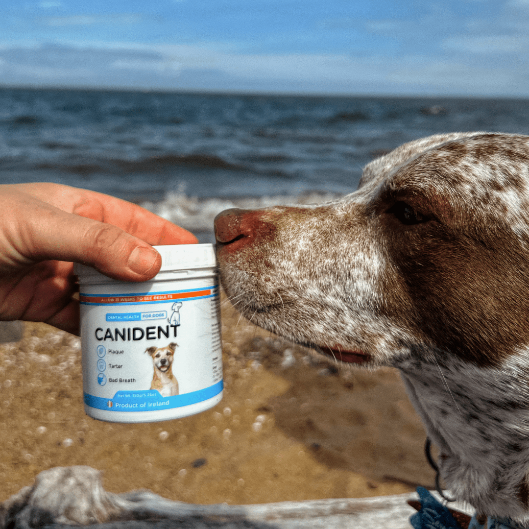 Canident Dog Dental Powder – Natural Seaweed Plaque Remover for Dogs - Seaweed For Dogs