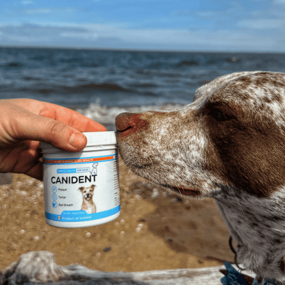 Canident Dog Dental Powder – Natural Seaweed Plaque Remover for Dogs - Seaweed For Dogs