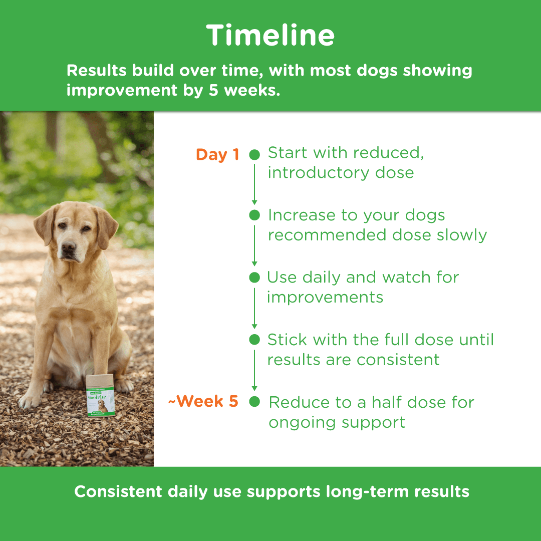 Timeline showing most dogs improve within 5 weeks of daily Stoolrite use, starting with a reduced dose and gradually increasing