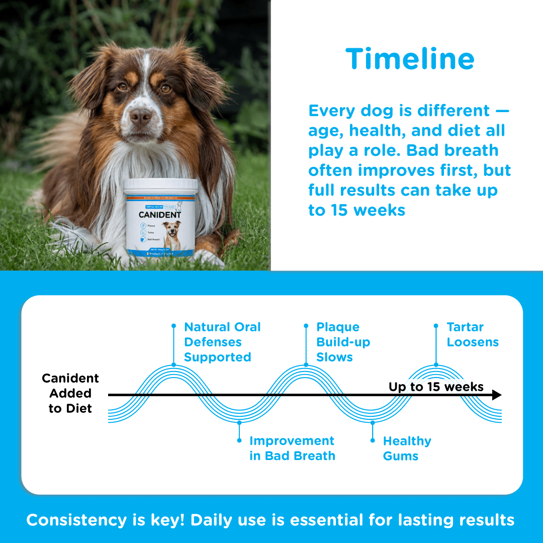 Canident Dog Dental Powder – Natural Seaweed Plaque Remover for Dogs - Seaweed For Dogs