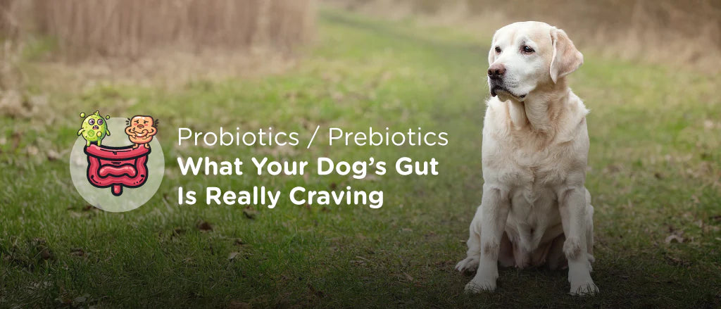 The Power Of Prebiotics: Why Your Dog Needs More than Probiotics