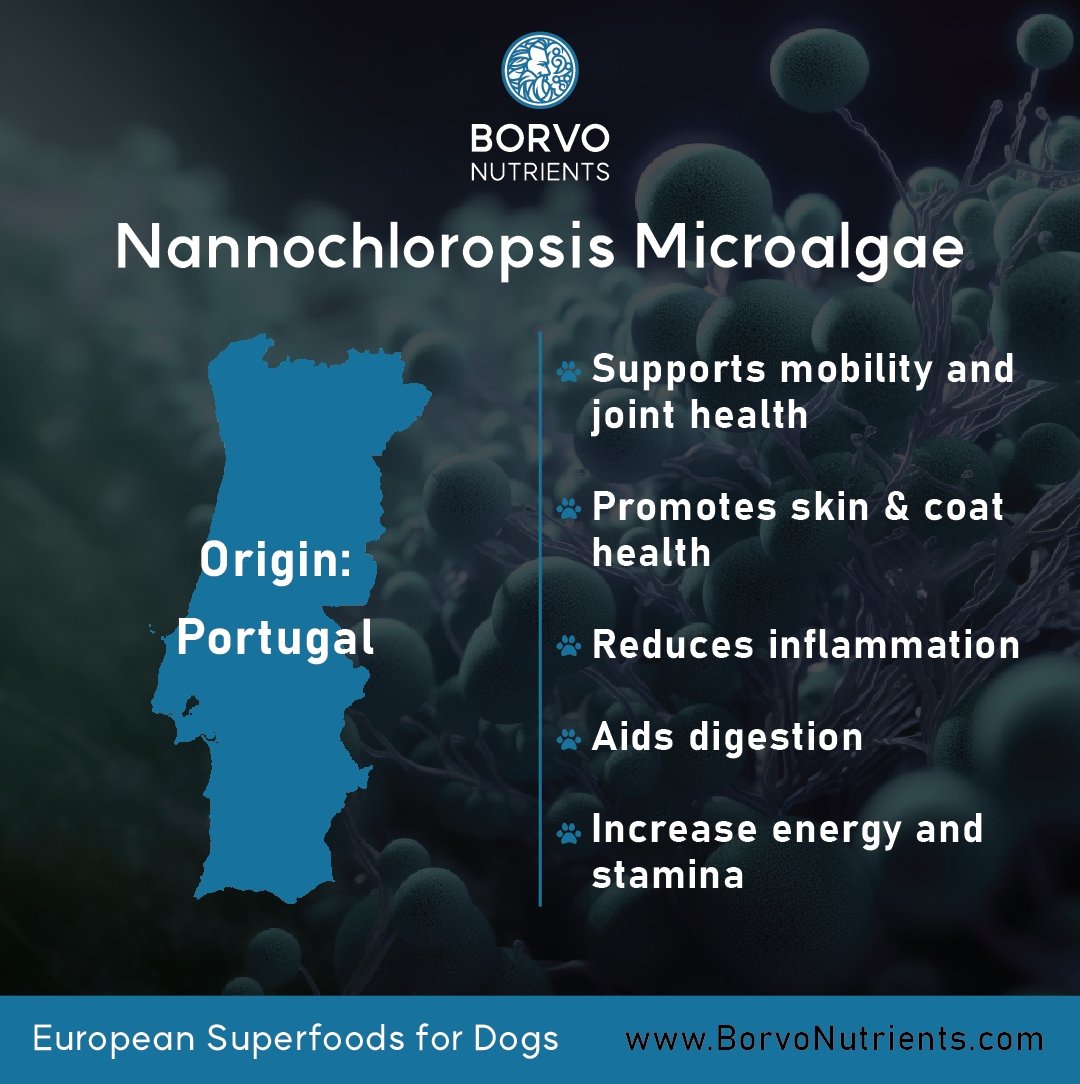 Borvo Nutrients Nannochloropsis sp. — sourced from Portugal, promotes energy, stamina, and skin health