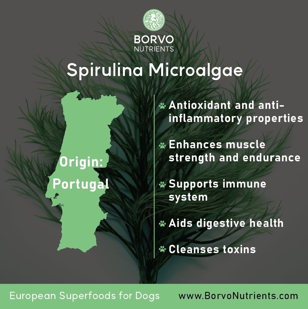 Sustainable, European-Grown Spirulina for Dogs | Borvo Nutrients - Seaweed For Dogs